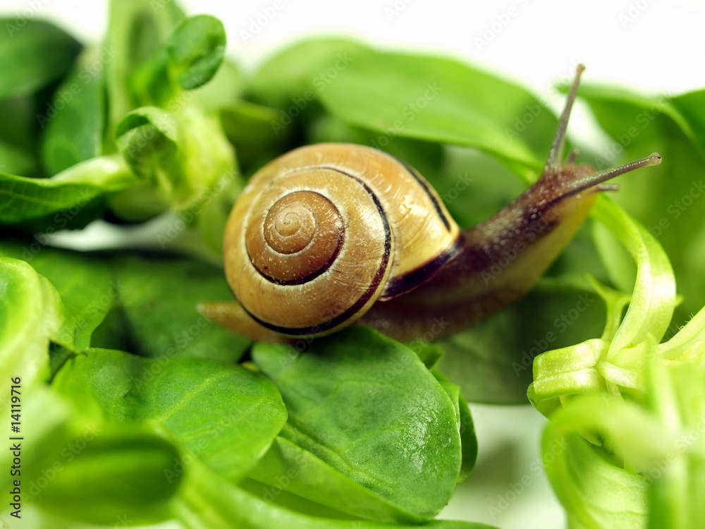 Schnecke im Salat StockFoto Adobe Stock