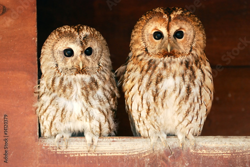 Two tawny owls photo