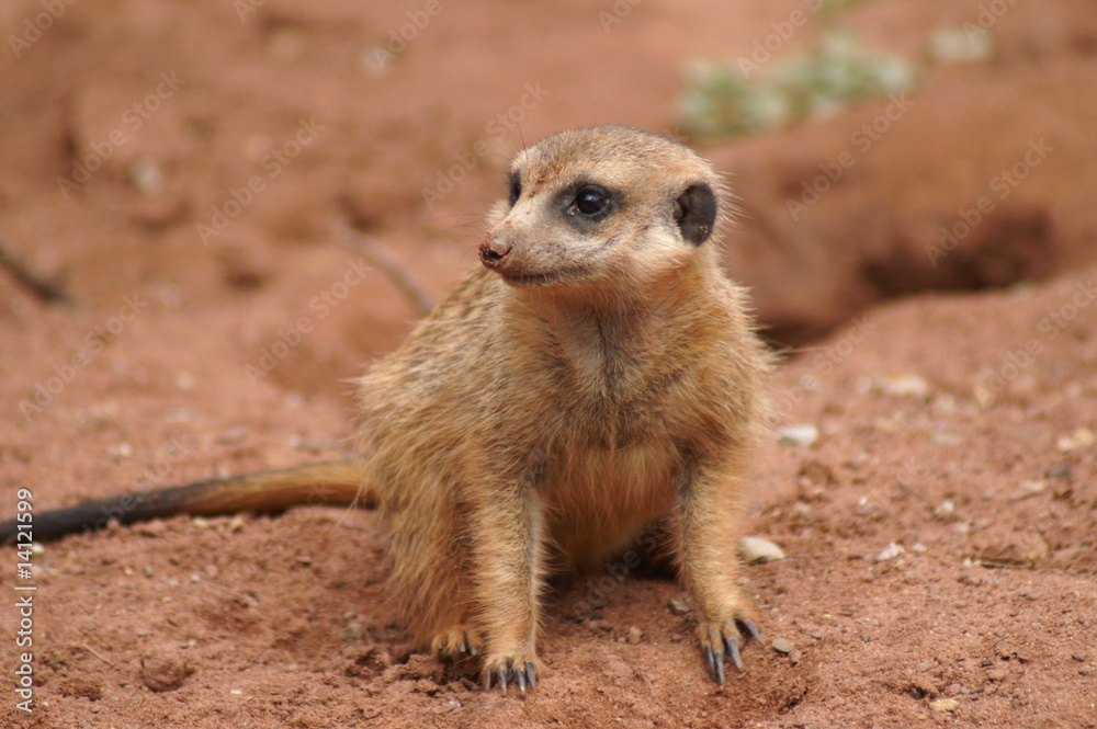 Erdmännchen Erdmännchen