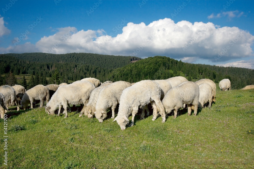 Sheeps Sheeps