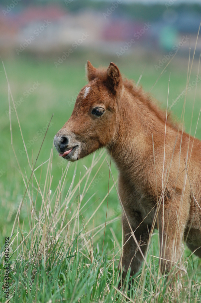 Fototapeta premium little chestnut baby foal