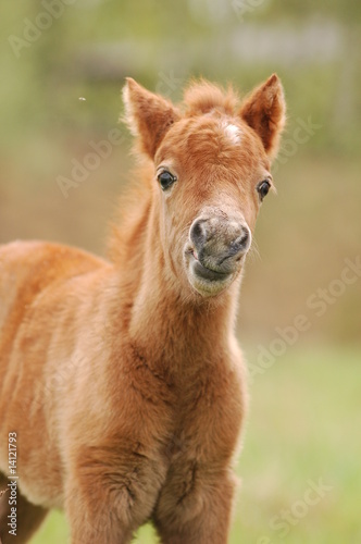 pony baby foal © Olga Itina