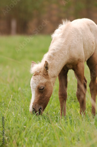 little palomino baby foal