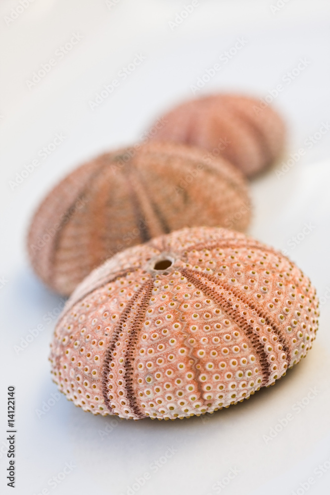 Seeigel Gehäuse Seeigel Gehäuse