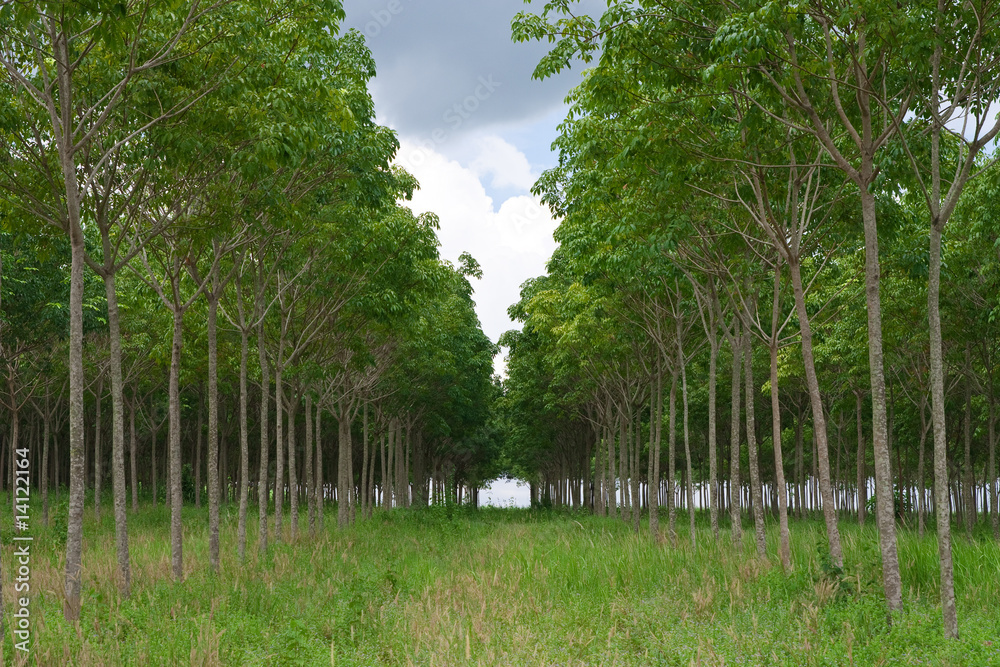Rows of para rubber tree, Thailand