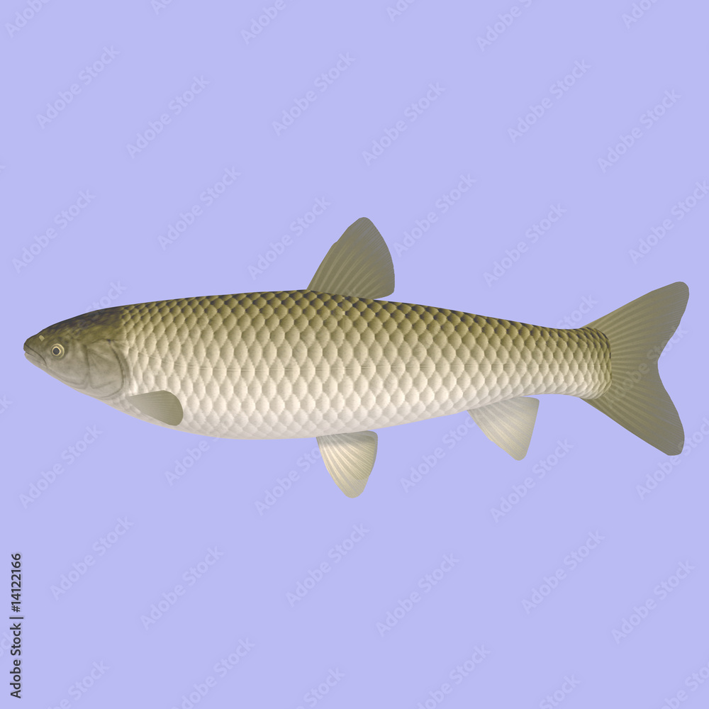 Ctenopharyngodon idella Ctenopharyngodon idella