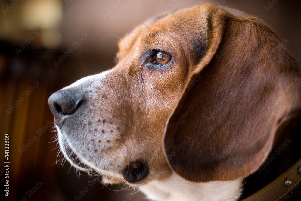 Fine Looking Beagle
