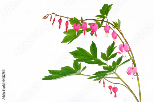 Bleeding Heart Isolated on White