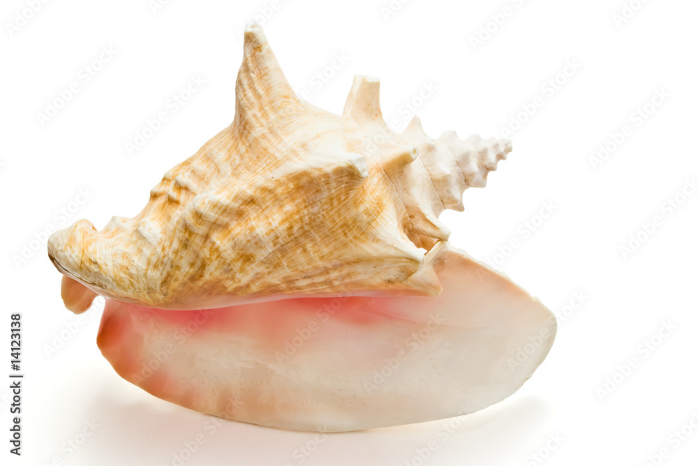 big seashell on white