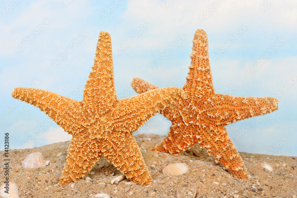 Two playful starfish standing upright on the beach Two playful starfish standing upright on the beach