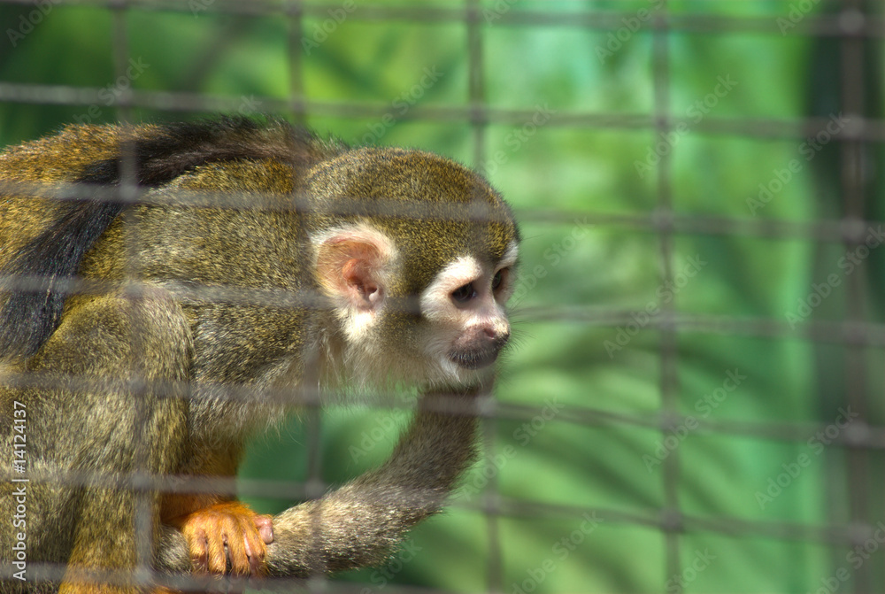 Obraz premium Äffchen