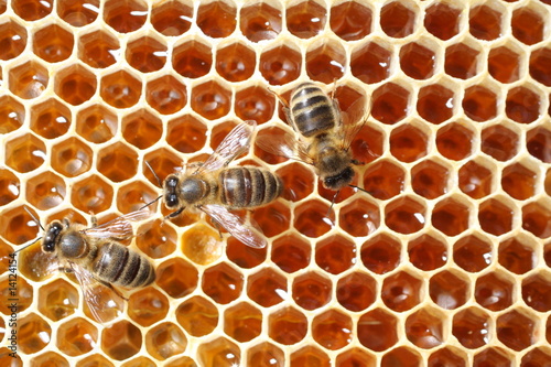 abeilles et miel photo