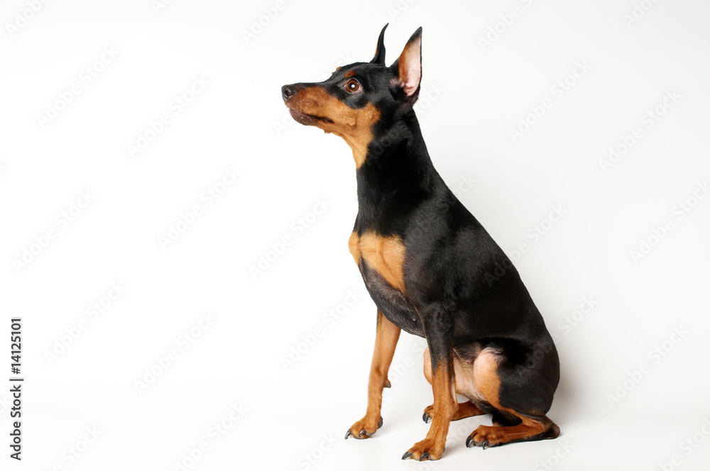 Black and tan Miniature Pinscher