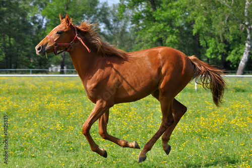 chestnut horse at a gallop