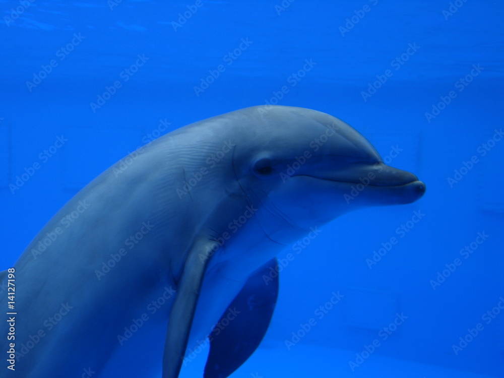 Fototapeta premium Dauphin