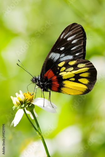 Corlorful Butterfly