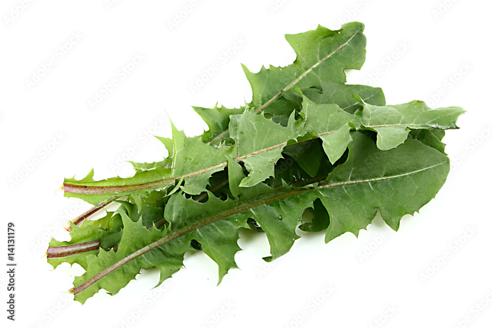 Naklejka premium Löwenzahnblätter freigestellt