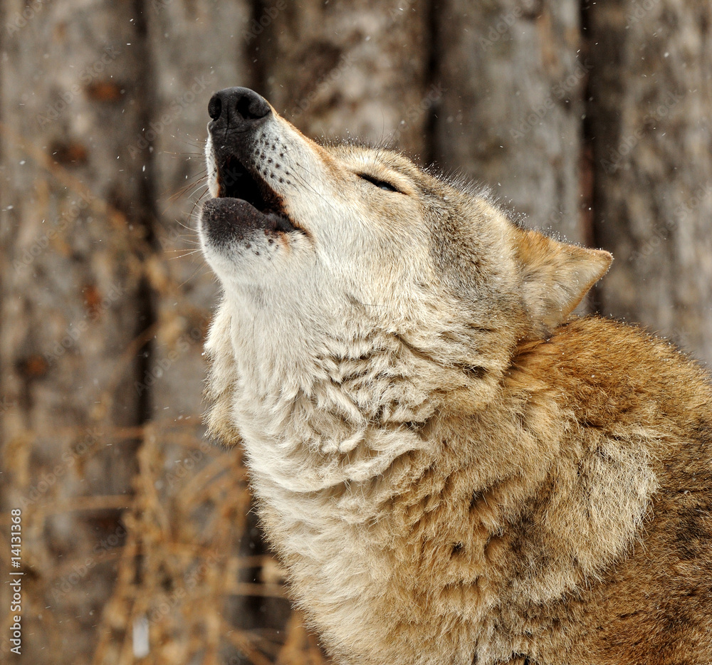 Wolf