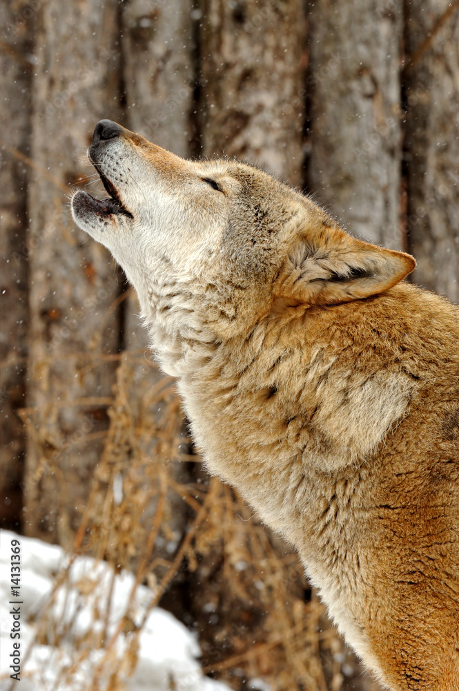 Wolf