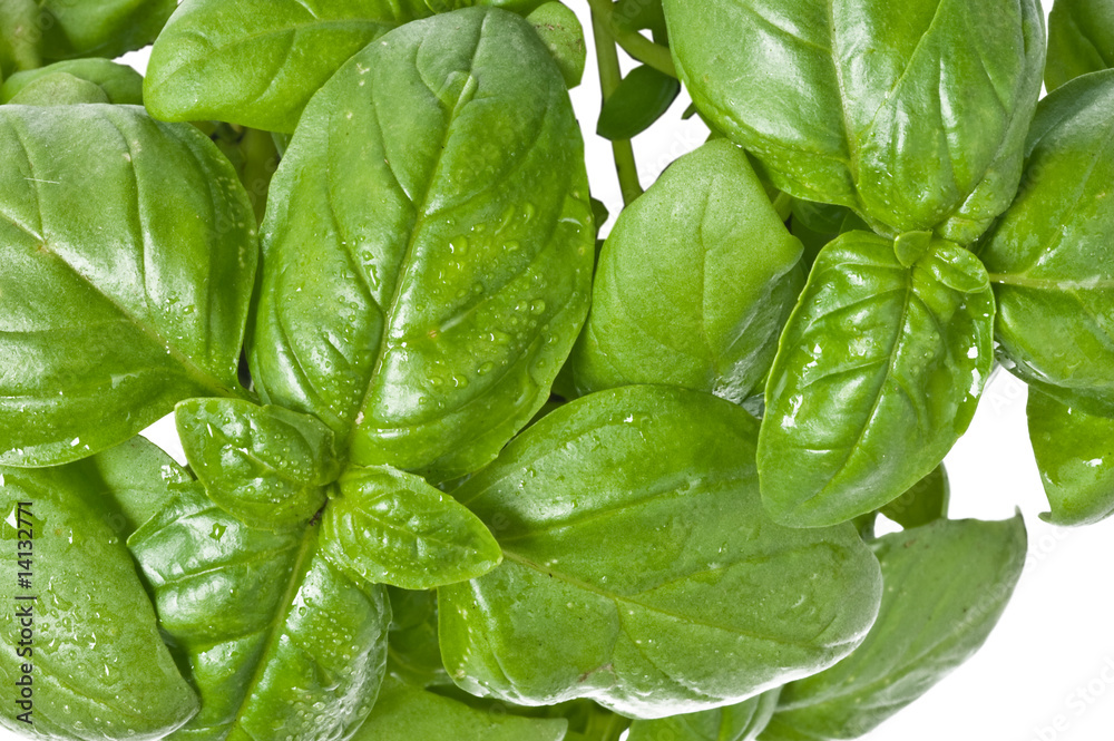 fresh basil fresh basil