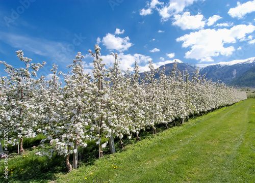 Apfelblüte 03