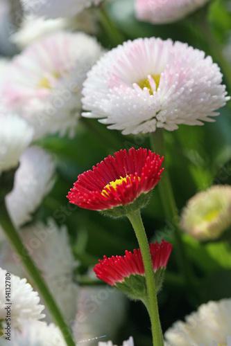 blume