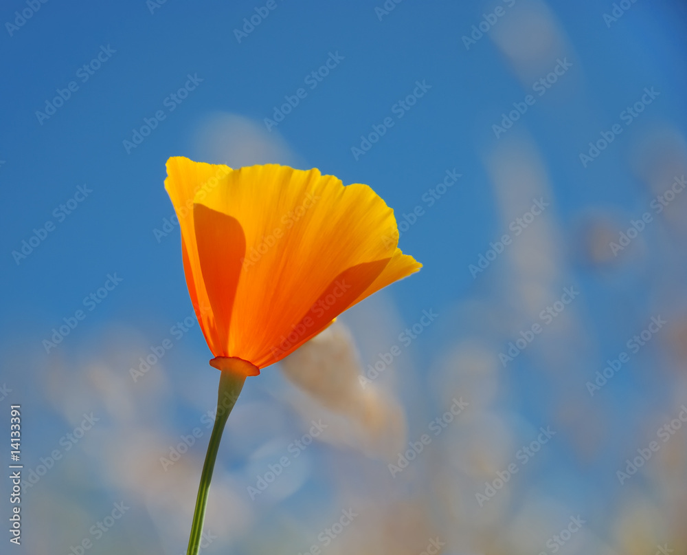 Fototapeta premium California poppy - Eschscholzia californica