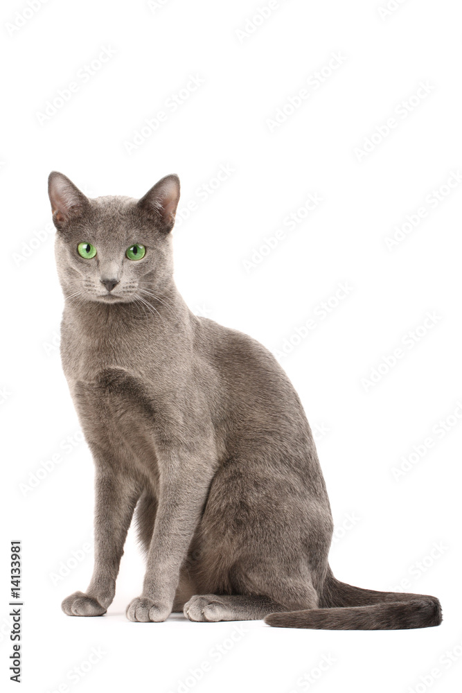 Portrait of a russian blue cat