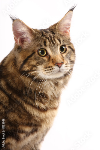 Maine-coon cat