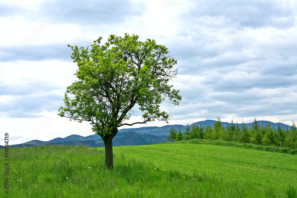 Green landscape