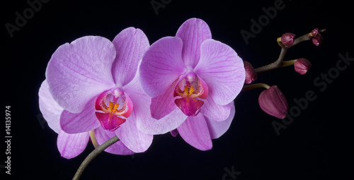 Orchidee