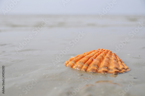 orange shell photo