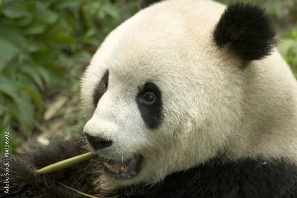 Obraz premium eating panda