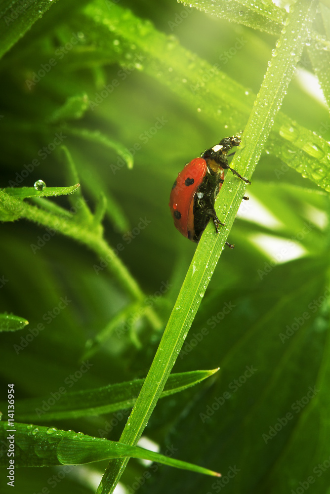 Fototapeta premium Upwards to sun