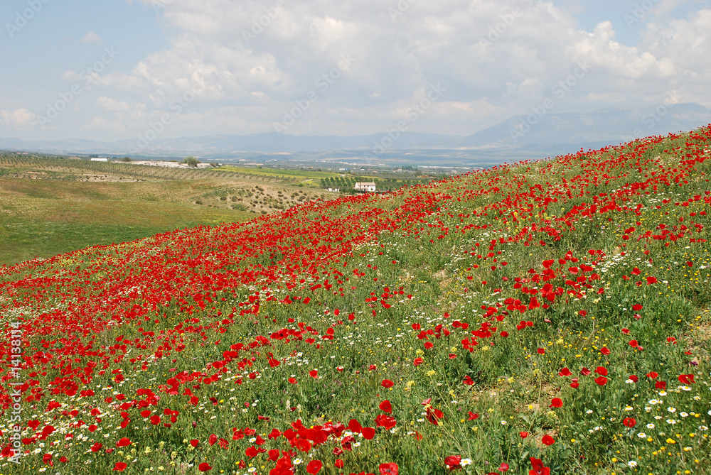 Hill covered with poppies and camomiles in printes in Granada su