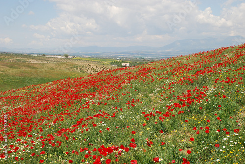 Hill covered with poppies and camomiles in printes in Granada su photo