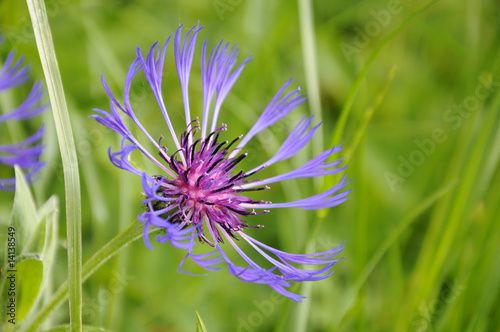 Bergflockenblume - Centaurea-montana photo