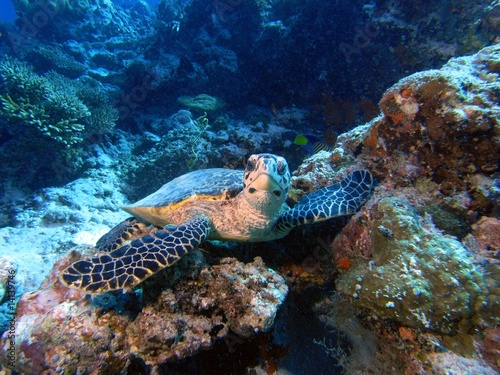 Meeresschildkröte bei der Rast