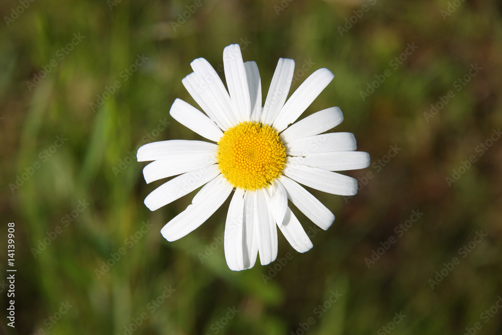 Fototapeta premium Margerite