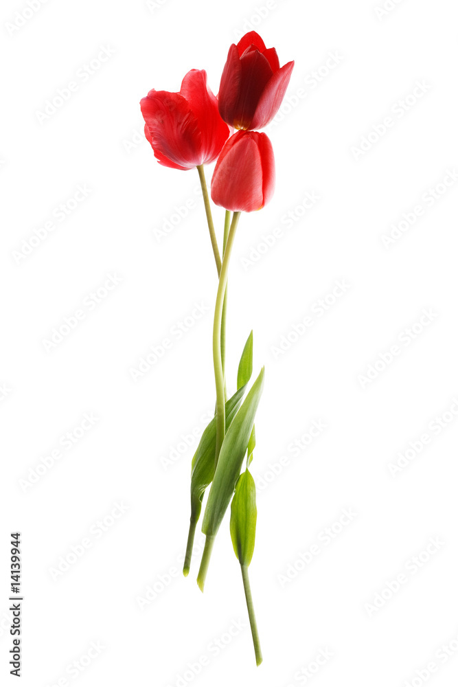 beautiful spring flowers beautiful spring flowers