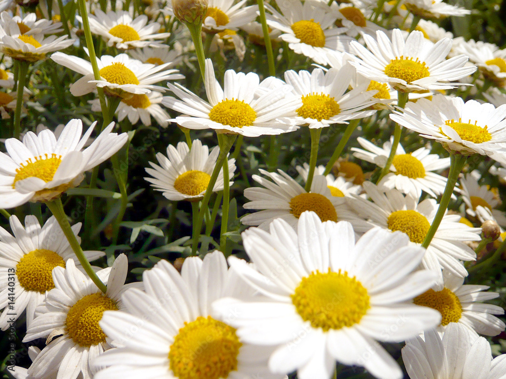 Fototapeta premium margeriten marguerites