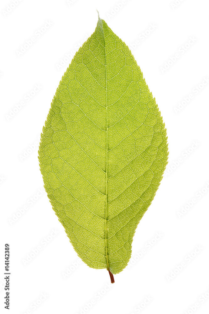 Obraz premium green leaf isolated on a white