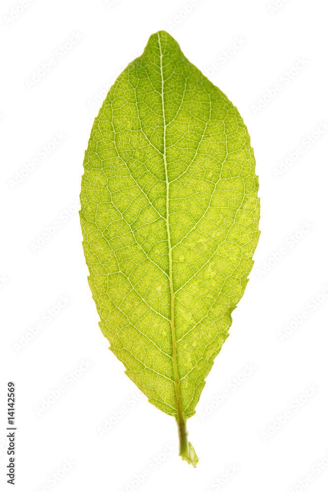 Obraz premium green leaf isolated on a white