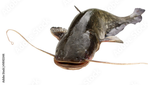 Fototapeta Naklejka Na Ścianę i Meble -  Big  river catfish
