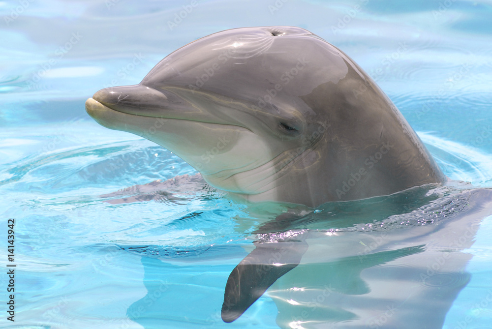 Naklejka premium Portrait de profil d'un grand dauphin dans l'eau