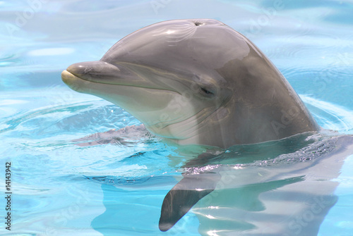 Portrait de profil d'un grand dauphin dans l'eau