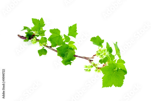 young green sprout of currant on a white background