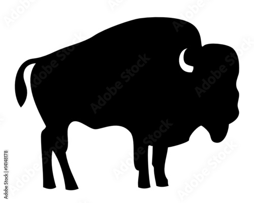 Bison - Buffalo