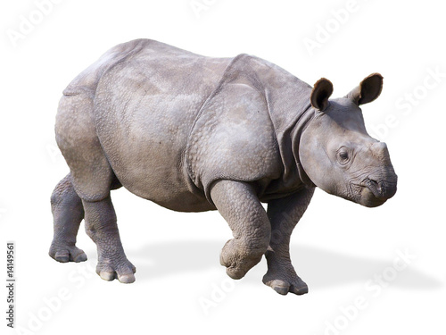 Isolated Baby Rhino