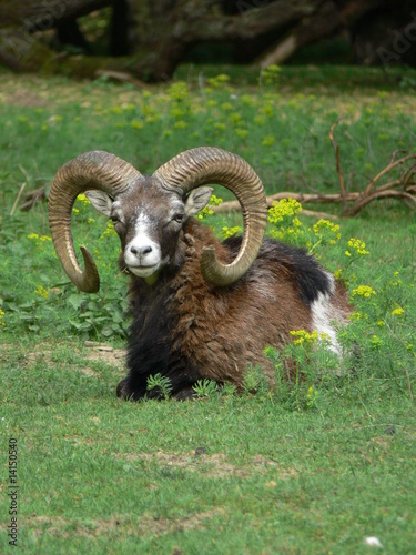 Ziegenbock